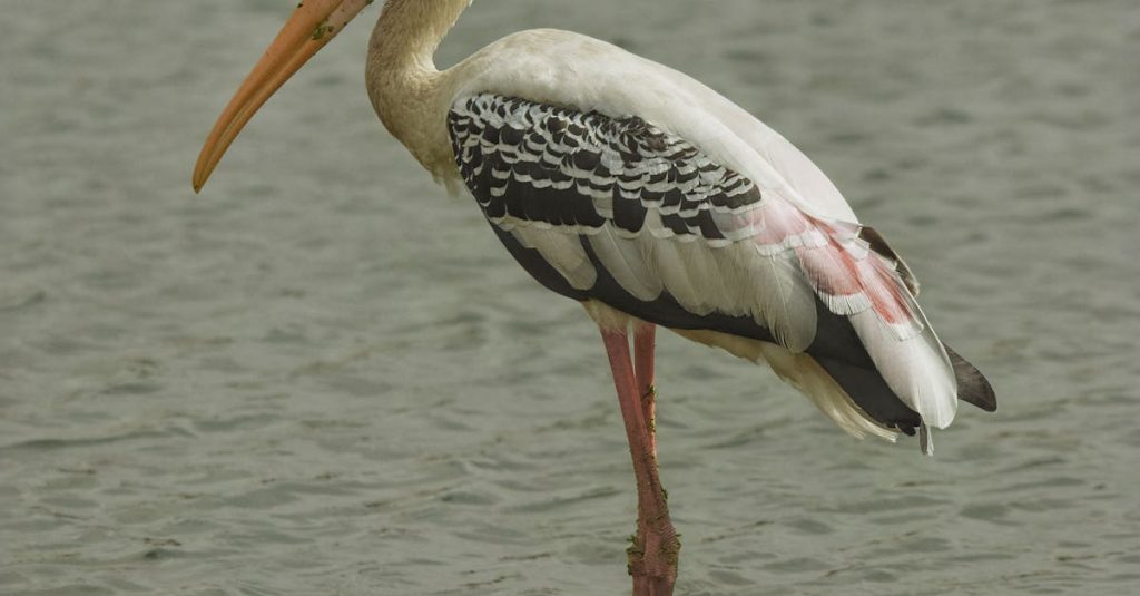 Criador de conteúdo local gravando vídeo para YouTube Shorts em celular