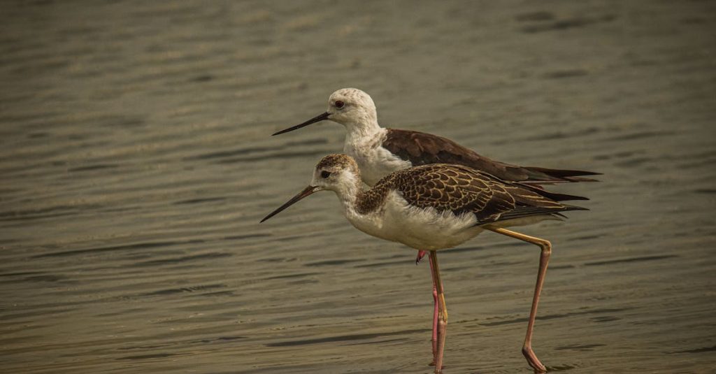 Tela de celular mostrando o algoritmo do YouTube Shorts em funcionamento