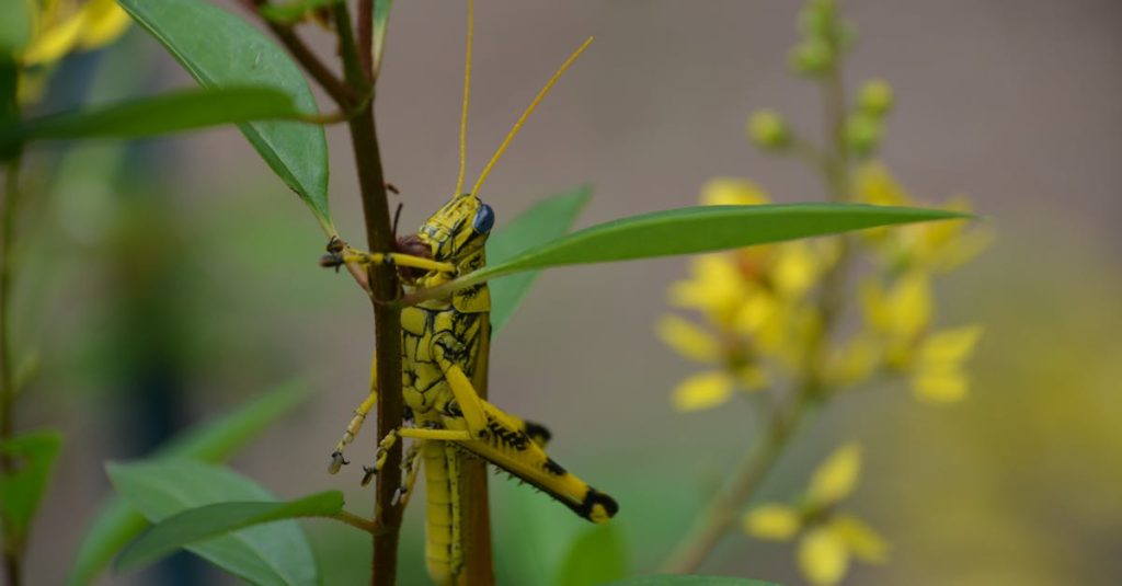 Tela de celular exibindo o aplicativo TikTok com alerta de erro no algoritmo
